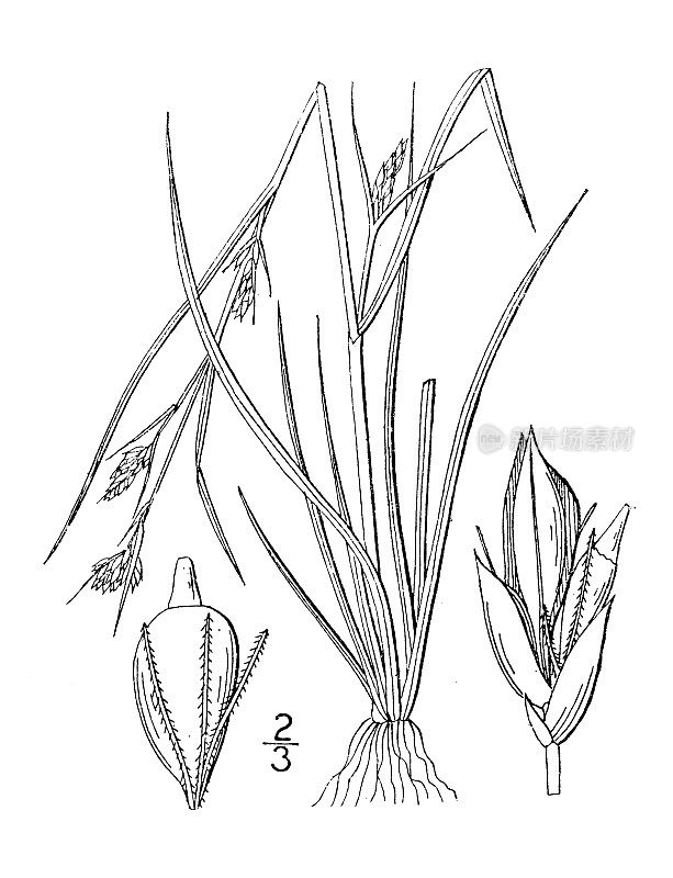 古植物学植物插图:Rynchospora Knieskernii, Knieskern's Beaked rush